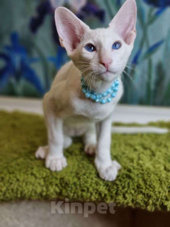 Кошки в Москве: Белые синеглазые ориентальные котята Мальчик, Бесплатно - фото 4