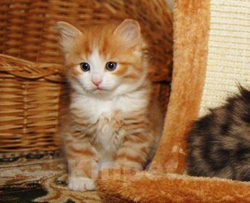 Кошки в Ливны: Сибирские котята, 8 000 руб. - фото 1
