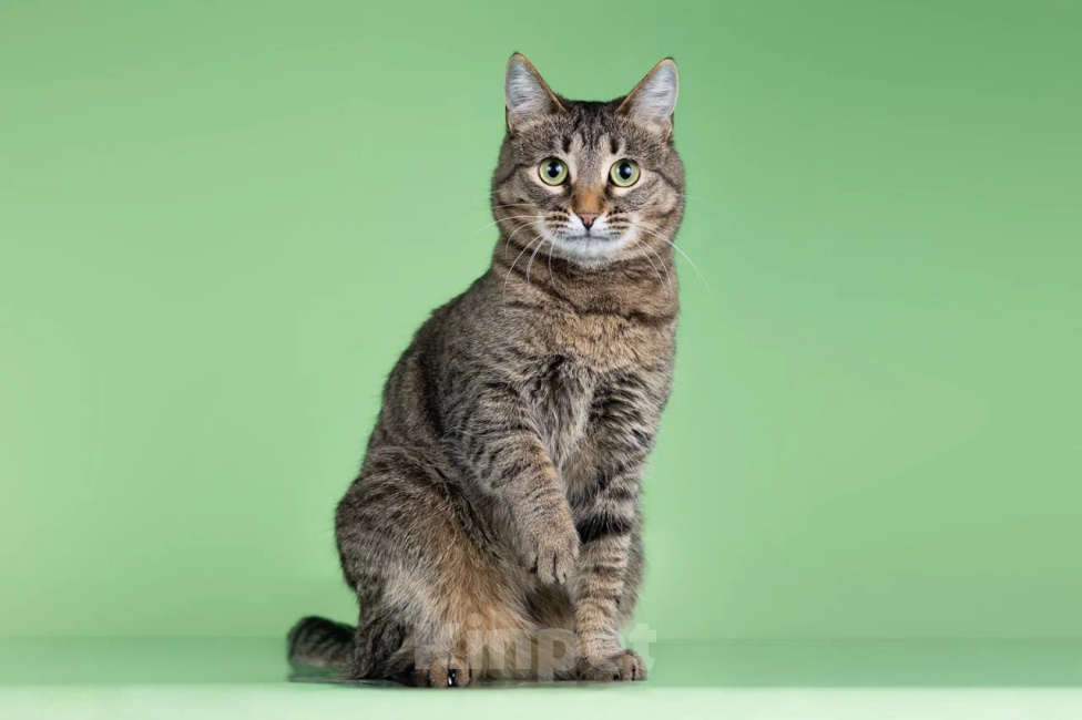 Кошки в Москве: Кошка Мария ищет дом Девочка, Бесплатно - фото 9