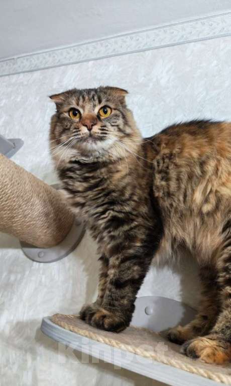 Кошки в Москве: Услада ищет дом Девочка, Бесплатно - фото 2