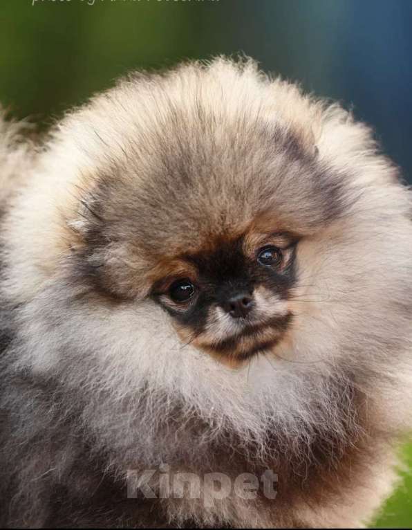 Собаки в Долгопрудном: Щенки померанского шпица  Девочка, 150 000 руб. - фото 3