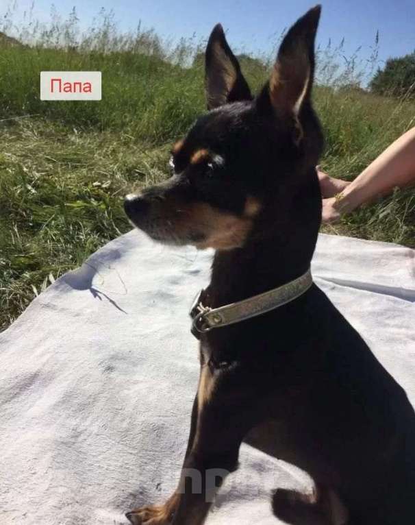 Собаки в Воронеже: Дизайнерские щенки той-терьера Девочка, 7 000 руб. - фото 6