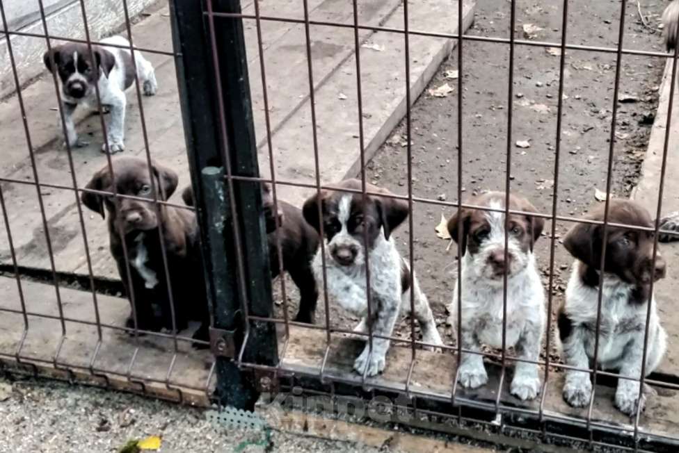 Собаки в Тюмени: Продам щенков Дойч Дратхаара от рабочих родителей. Девочка, 7 000 руб. - фото 1