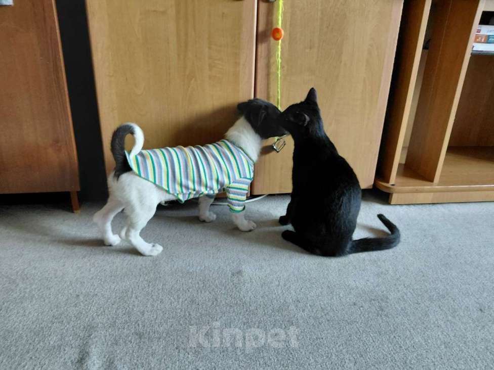 Собаки в Санкт-Петербурге: Красивый щенок от мелкой собачки Мальчик, Бесплатно - фото 4