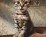 Кошки в Москве: котенок Девочка, Бесплатно - фото 1