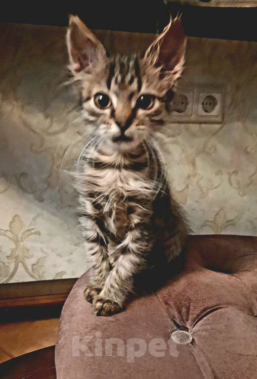 Кошки в Москве: котенок Девочка, Бесплатно - фото 1