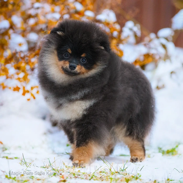 Собаки в Нижнем Новгороде: продам щенка померанский шпиц Мальчик, 80 000 руб. - фото 1