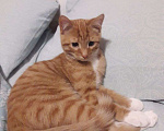 Кошки в Люберцах: Рыжий ласковый котёнок Маркиз ищет дом:) Мальчик, Бесплатно - фото 2