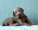 Собаки в Самаре: Шикарные щенки от шикарных родителей породы веймаранер  Мальчик, 75 000 руб. - фото 3
