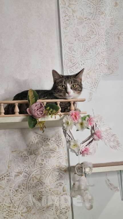 Кошки в Санкт-Петербурге: Кошечка юная коренная петербурженка в добрые руки Девочка, Бесплатно - фото 7