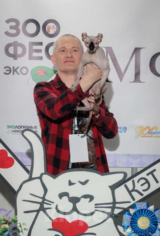 Кошки в Москве: Ищем кота породы Эльф для вязки Девочка, Бесплатно - фото 3