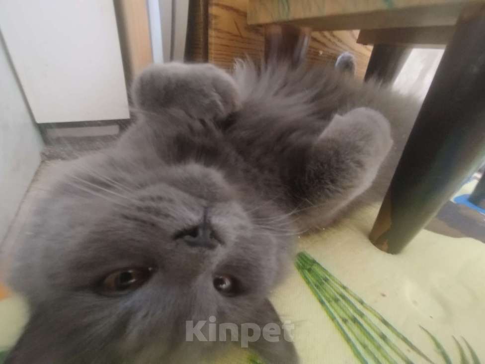 Кошки в Москве: Котёнок  Мальчик, Бесплатно - фото 5