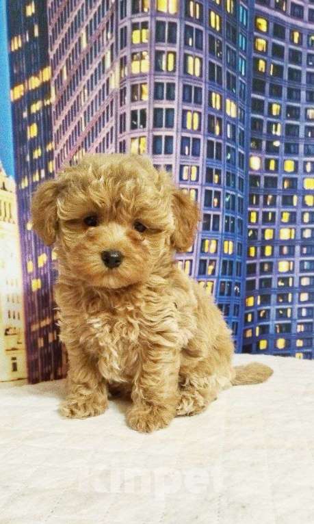 Собаки в Ореховом-Зуево: Щенок мальтипу  Девочка, 50 000 руб. - фото 1