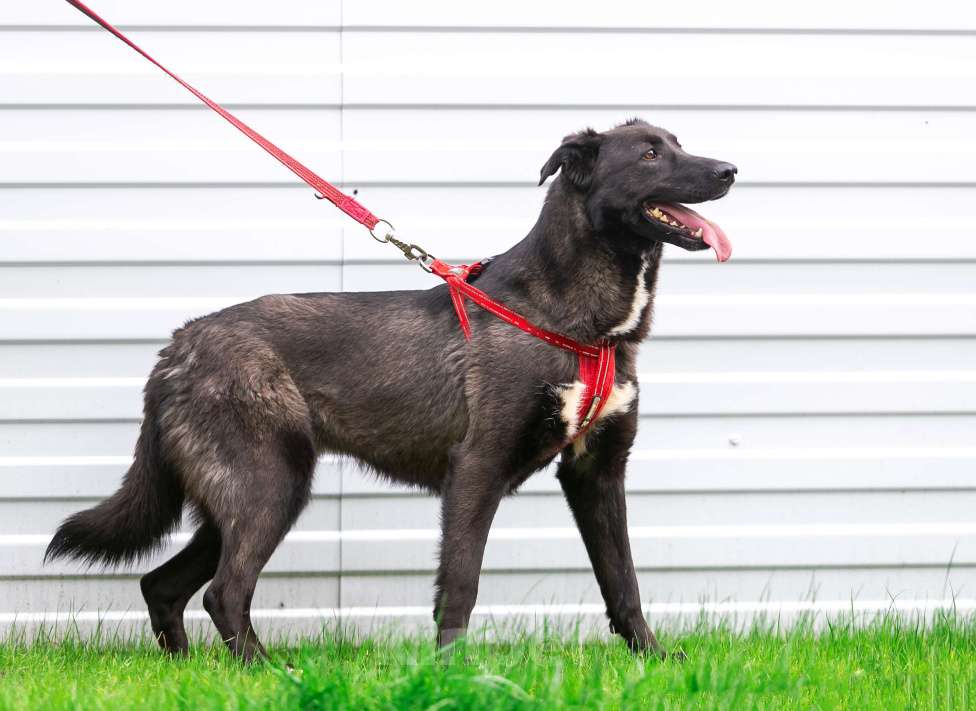 Собаки в Москве: Умнейшая малышка Жасмин! Девочка, Бесплатно - фото 9