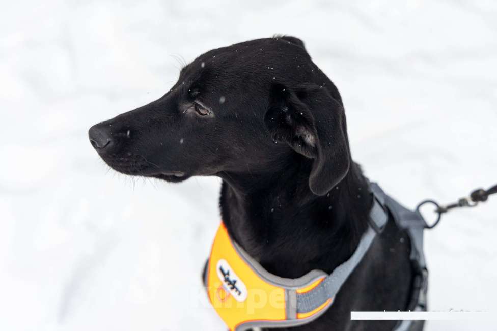 Собаки в Химках: Ищем дом изящному Лорду Мальчик, Бесплатно - фото 6