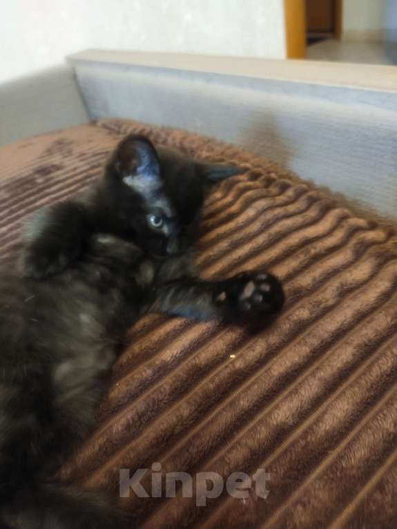 Кошки в Балашихе: Котик в добрые руки  Мальчик, Бесплатно - фото 4