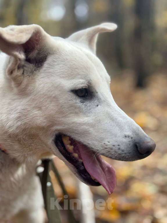 Собаки в Балашихе: Интеллигентный Айк ищет дом Мальчик, Бесплатно - фото 1