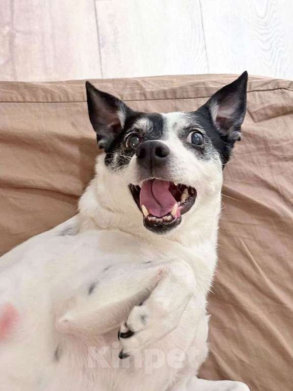 Собаки в Москве: Небольшая домашняя собачка Вега, метис Джек Рассела ищет дом Девочка, 10 руб. - фото 6