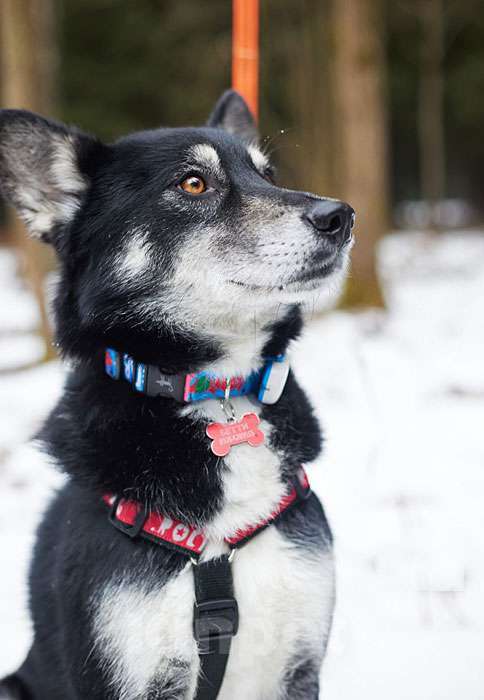 Собаки в Москве: Молодой домашний пес Медор, метис лайки в добрые руки Мальчик, 10 руб. - фото 6