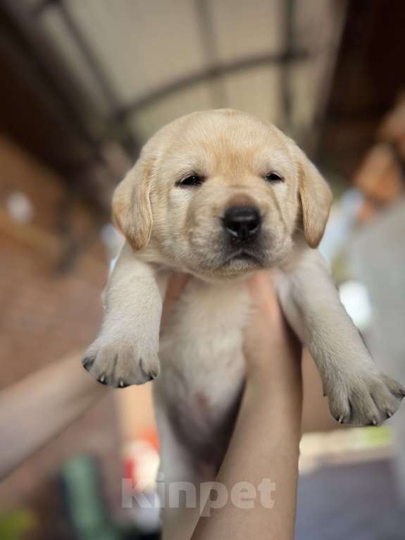 Собаки в других городах Краснодарского края: Щенки палевого окраса Девочка, 25 000 руб. - фото 2