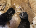 Кошки в Москве: Котята малыши Девочка, Бесплатно - фото 3