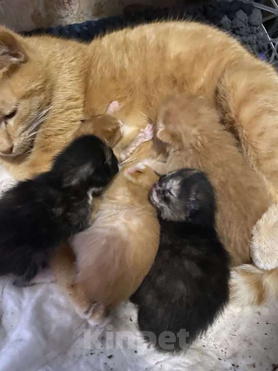 Кошки в Москве: Котята малыши Девочка, Бесплатно - фото 3