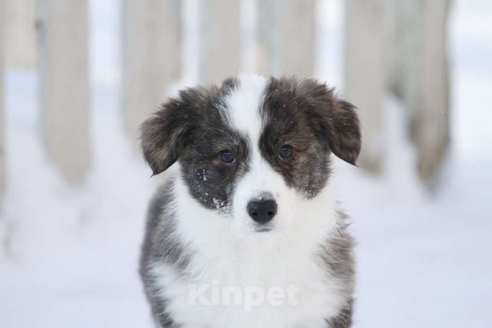 Собаки в Москве: Щенки вельш корги кардиган Мальчик, 50 000 руб. - фото 4