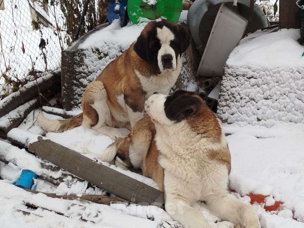 Собаки в Железногорске: Щенки сенбернара Девочка, 50 000 руб. - фото 6