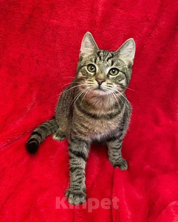 Кошки в Санкт-Петербурге: Леопардовый животик, полосатая спинка Мальчик, Бесплатно - фото 6