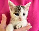 Кошки в Санкт-Петербурге: Пупсята котята 1,5 мес Мальчик, Бесплатно - фото 1