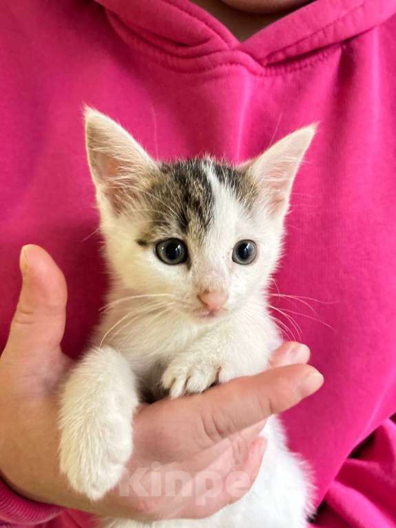 Кошки в Санкт-Петербурге: Пупсята котята 1,5 мес Мальчик, Бесплатно - фото 1