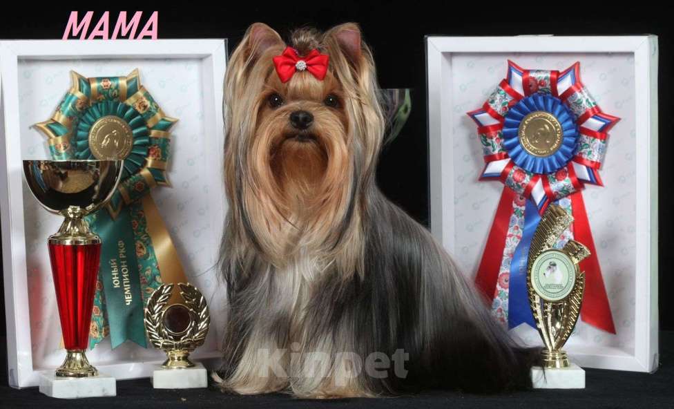 Собаки в Москве: Йоркширский терьер красивый курносик Федерико РКФ Мальчик, 50 000 руб. - фото 10