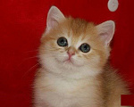Кошки в Москве: Золотой прямоухий мальчик Мальчик, 30 000 руб. - фото 3