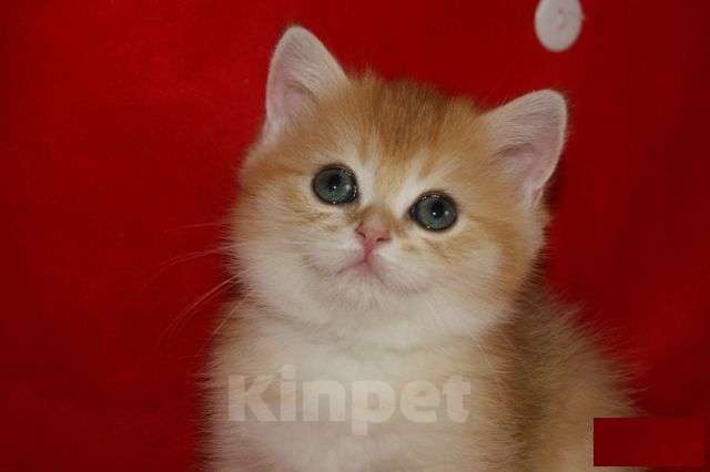 Кошки в Москве: Золотой прямоухий мальчик Мальчик, 30 000 руб. - фото 3