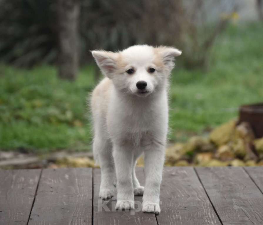 Собаки в Москве: Ненецкая оленегонная лайка, сука Женева. Девочка, 60 000 руб. - фото 2