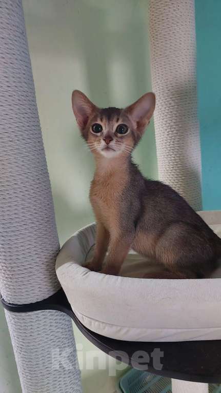Кошки в Москве: Абиссинский котик пристраивается Мальчик, Бесплатно - фото 1