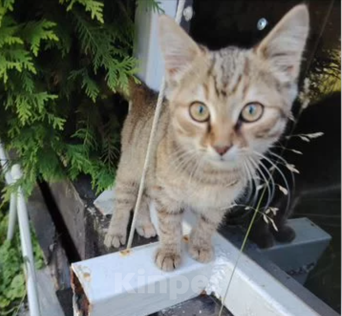 Кошки в других городах Тульской области: Отдам в добрые руки милого котенка Девочка, Бесплатно - фото 1