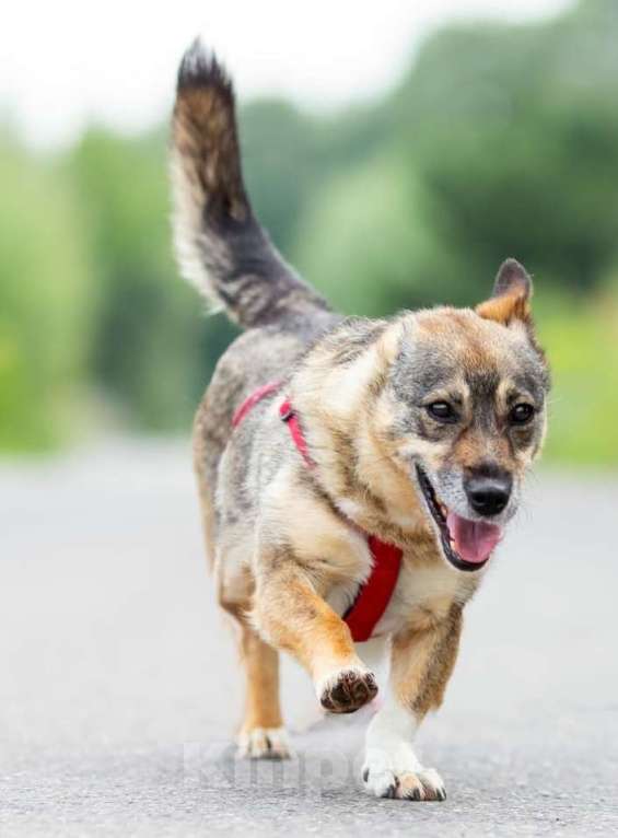 Собаки в Москве: Маленькая собачка в дар Девочка, Бесплатно - фото 4