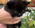 Кошки в Пензе: Котят в добрые руки СРОЧНО! Девочка, Бесплатно - фото 2