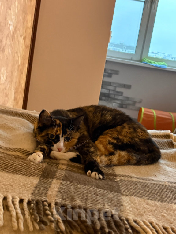 Кошки в Москве: Кошка Яшма Девочка, Бесплатно - фото 4