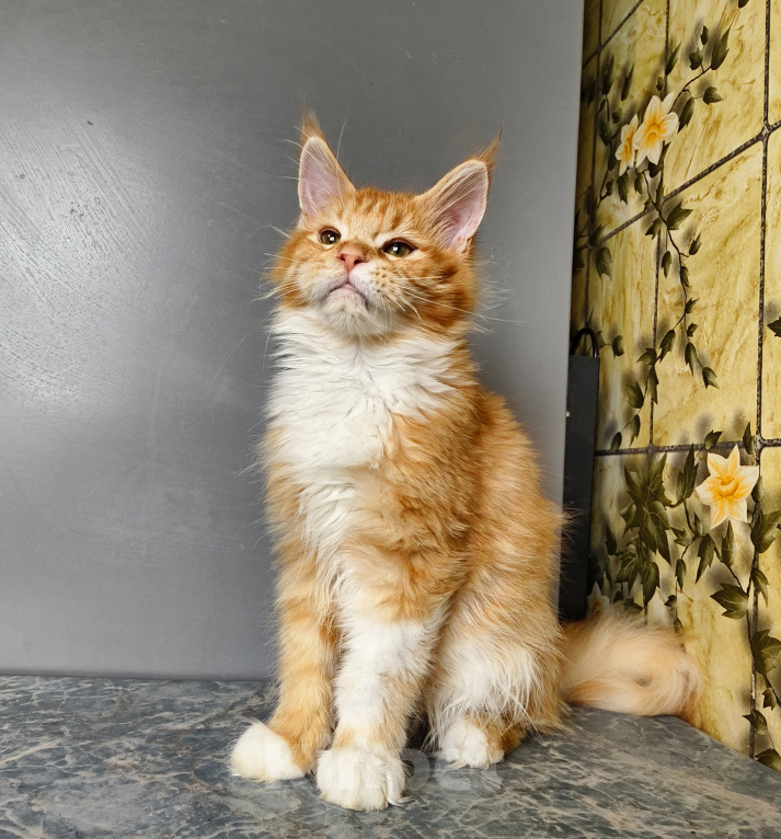 Кошки в Москве: Котёнок Мейн-кун Девочка Девочка, 55 000 руб. - фото 10