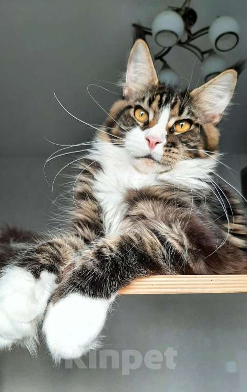 Кошки в Краснодаре: Котенок-гигант Мальчик, 25 000 руб. - фото 2