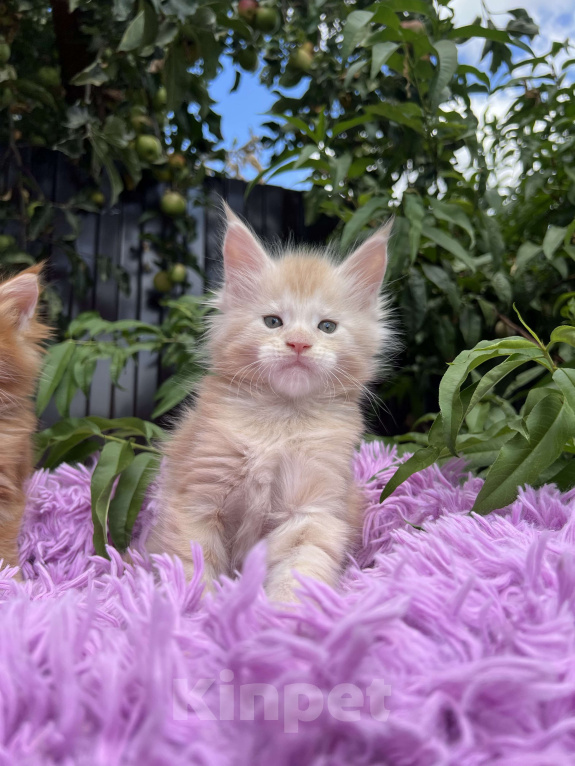 Кошки в Краснодаре: Мейн-кун Мальчик, 60 000 руб. - фото 6