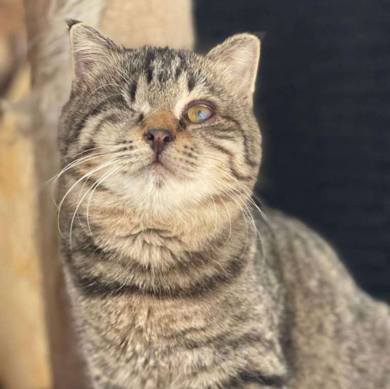 Кошки в Москве: Лучик, котенок без глазика Девочка, Бесплатно - фото 3