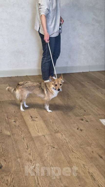 Собаки в Москве: Лисичка Соня Девочка, Бесплатно - фото 5