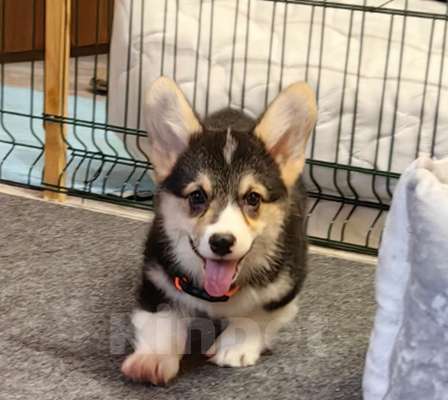 Собаки в Москве: Мальчик 3 мес. Вельш Корги Пемброк Мальчик, 40 000 руб. - фото 2