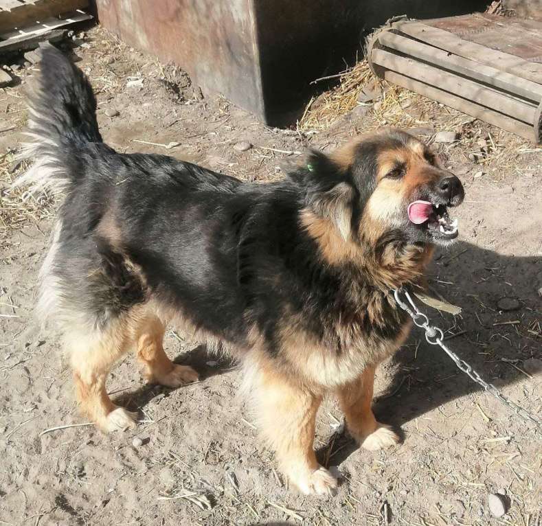 Собаки в Кызыле: Майя мечтает о любящей семье Девочка, Бесплатно - фото 2