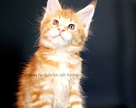 Кошки в Москве: Мейн-Кун котята  Мальчик, Бесплатно - фото 6