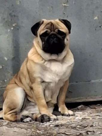 Собаки в Балаково: Вязка Мальчик, 5 000 руб. - фото 1