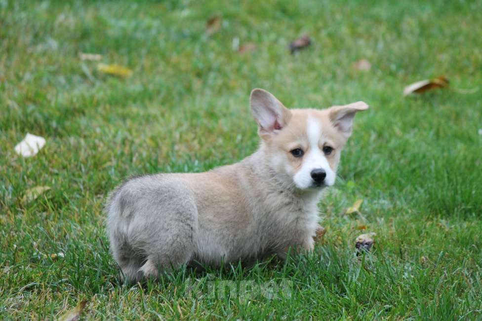Собаки в Москве: Вельш Корги Пемброк Мальчик, 50 000 руб. - фото 2